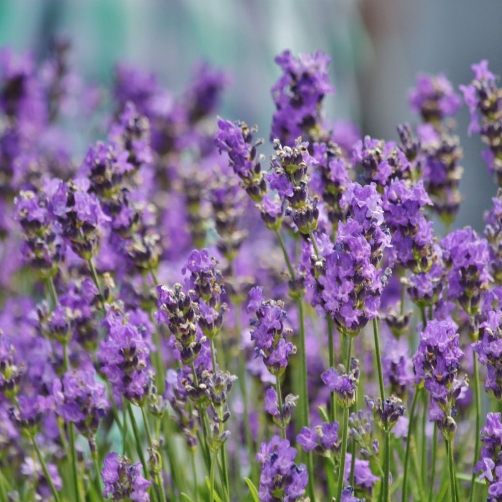 Návrh bez názvu (11)